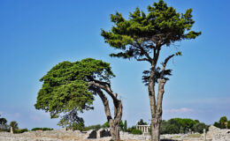 017 - der grosse beschuetzt den kleinen